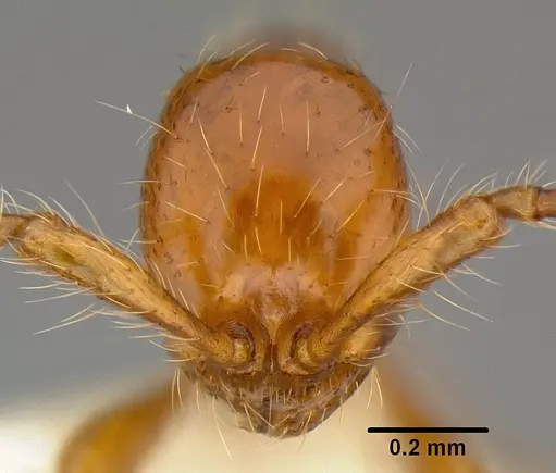 Aenictus turneri specimen CASENT0106017 image casent0106017_2
