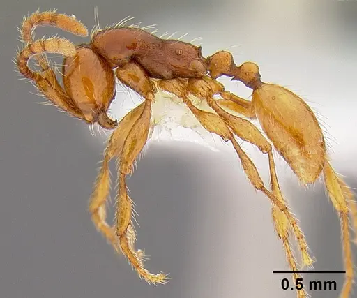 Aenictus turneri specimen CASENT0106017 image casent0106017_3