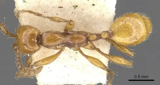 Aenictus turneri specimen CASENT0901480 image casent0901480_1