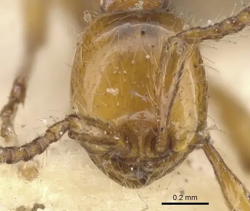 Aenictus turneri specimen CASENT0901480 image casent0901480_2