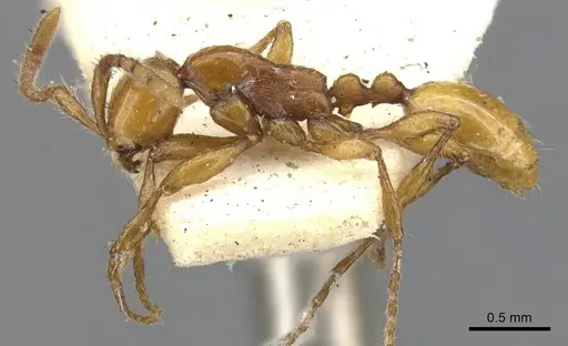 Aenictus turneri specimen CASENT0901480 image casent0901480_3