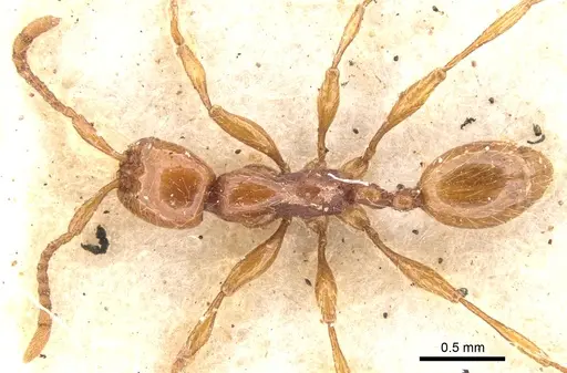 Aenictus turneri specimen CASENT0902675 image casent0902675_1