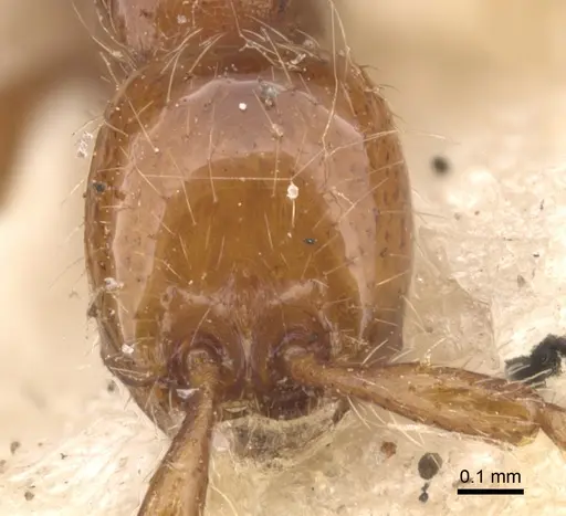 Aenictus turneri specimen CASENT0902675 image casent0902675_2