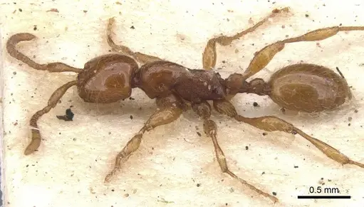 Aenictus turneri specimen CASENT0902675 image casent0902675_3