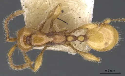 Aenictus turneri specimen CASENT0902676 image casent0902676_1