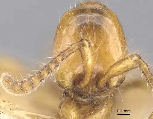 Aenictus turneri specimen CASENT0902676 image casent0902676_2