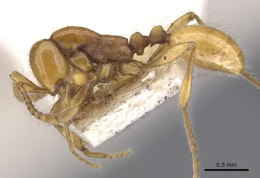 Aenictus turneri specimen CASENT0902676 image casent0902676_3