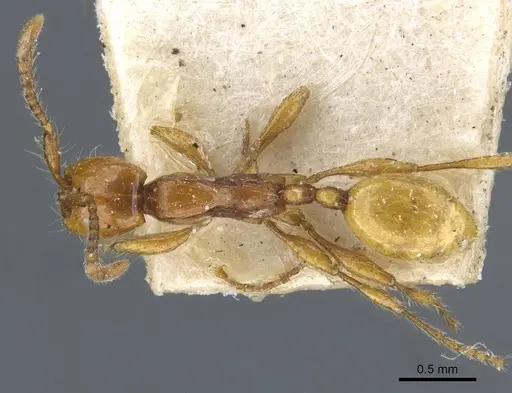 Aenictus turneri specimen CASENT0907021 image casent0907021_1