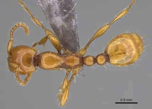 Aenictus ugaduwensis specimen NHMUK012849272 image nhmuk012849272_1