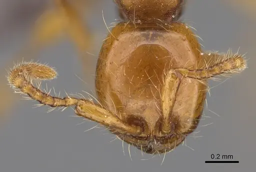 Aenictus ugaduwensis specimen NHMUK012849272 image nhmuk012849272_2