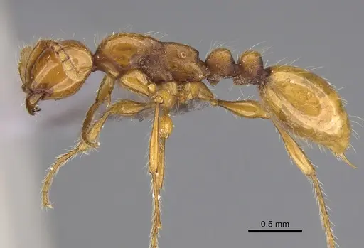 Aenictus ugaduwensis specimen NHMUK012849272 image nhmuk012849272_3