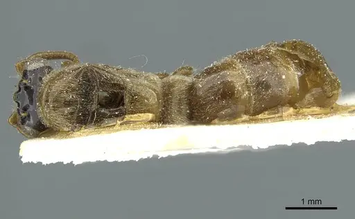 Aenictus vagans specimen CASENT0911443 image casent0911443_1