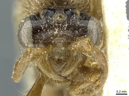Aenictus vagans specimen CASENT0911443 image casent0911443_2