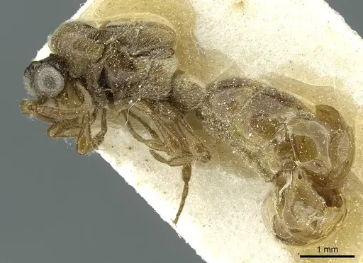Aenictus vagans specimen CASENT0911443 image casent0911443_3