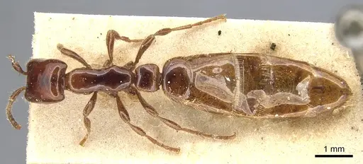 Aenictus vaucheri specimen CASENT0903754 image casent0903754_1