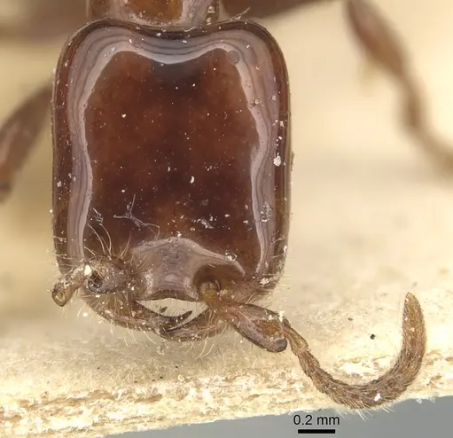 Aenictus vaucheri specimen CASENT0903754 image casent0903754_2