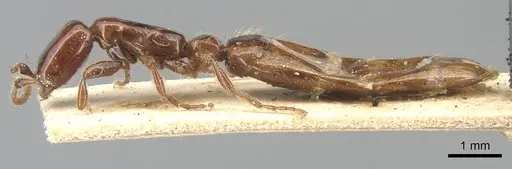 Aenictus vaucheri specimen CASENT0903754 image casent0903754_3