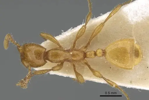 Aenictus vaucheri specimen XE00204-2 image xe00204-2_1