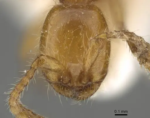 Aenictus vaucheri specimen XE00204-2 image xe00204-2_2