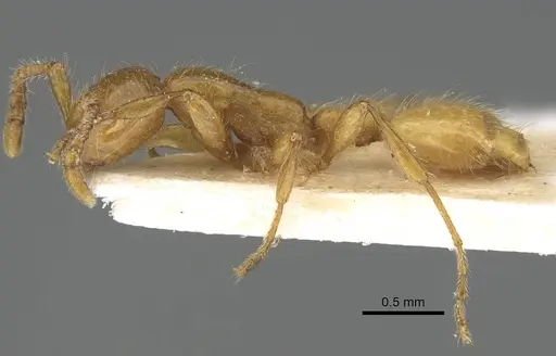 Aenictus vaucheri specimen XE00204-2 image xe00204-2_3