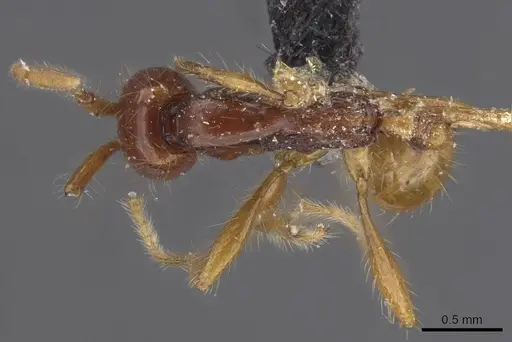 Aenictus villiersi specimen CASENT0915327 image casent0915327_1