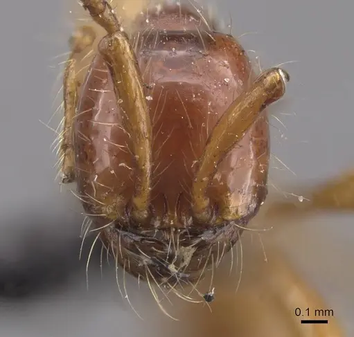 Aenictus villiersi specimen CASENT0915327 image casent0915327_2