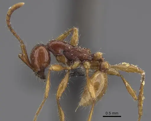 Aenictus villiersi specimen CASENT0915327 image casent0915327_3