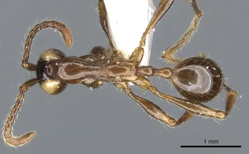 Aenictus wayani specimen CASENT0903690 image casent0903690_1