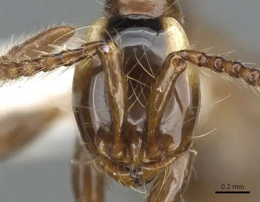 Aenictus wayani specimen CASENT0903690 image casent0903690_2