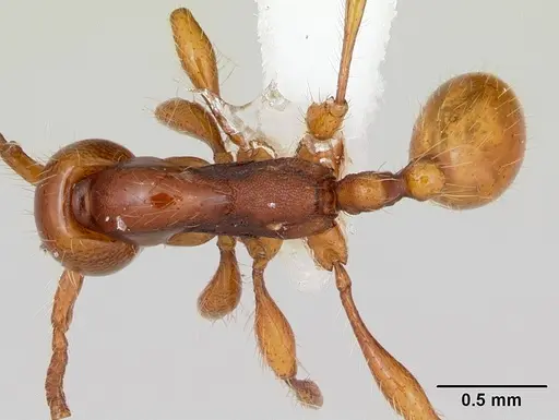 Aenictus weissi specimen CASENT0005956 image casent0005956_1
