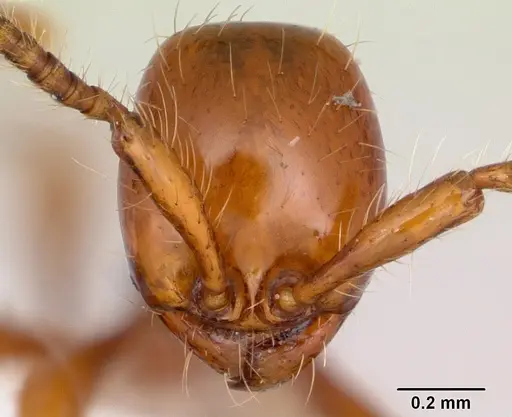 Aenictus weissi specimen CASENT0005956 image casent0005956_2