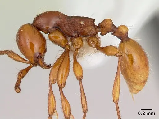 Aenictus weissi specimen CASENT0005956 image casent0005956_4