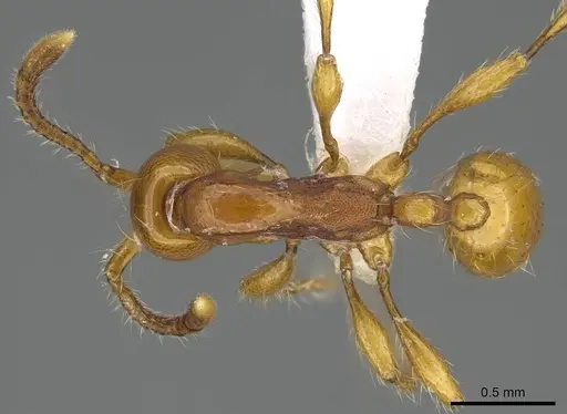 Aenictus weissi specimen CASENT0317076 image casent0317076_1