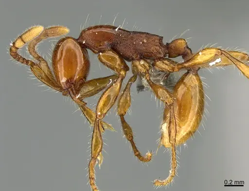 Aenictus weissi specimen CASENT0317966 image casent0317966_1