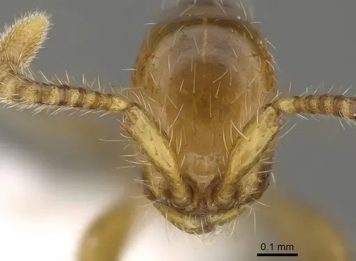 Aenictus weissi specimen CASENT0746806 image casent0746806_2