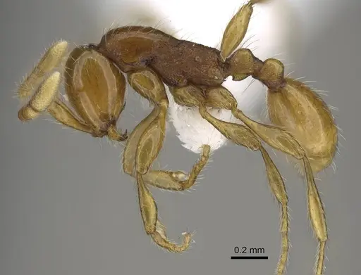Aenictus weissi specimen CASENT0746806 image casent0746806_3