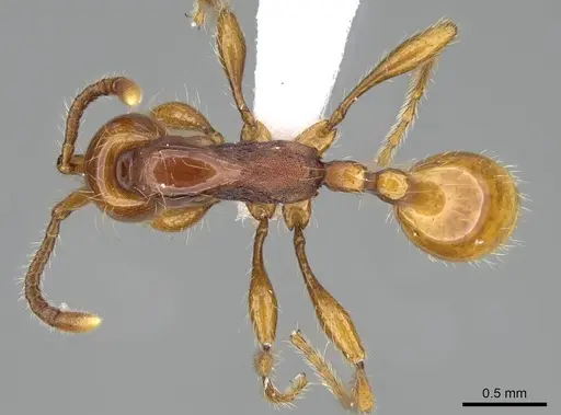 Aenictus weissi specimen CASENT0822387 image casent0822387_1