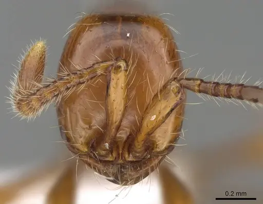 Aenictus weissi specimen CASENT0822387 image casent0822387_2