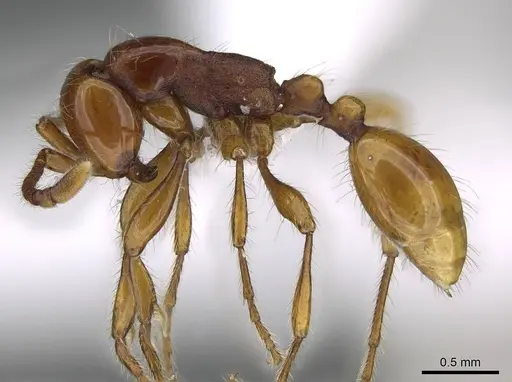 Aenictus weissi specimen CASENT0822387 image casent0822387_3