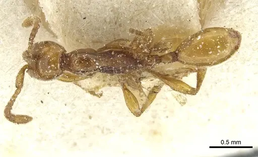 Aenictus weissi specimen CASENT0911444 image casent0911444_1