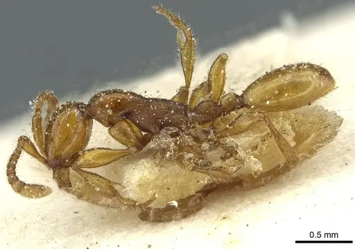 Aenictus weissi specimen CASENT0911444 image casent0911444_3