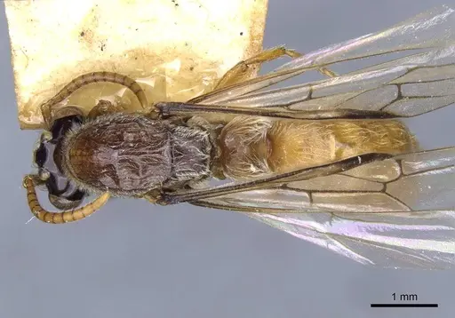 Aenictus westwoodi specimen CASENT0905983 image casent0905983_1