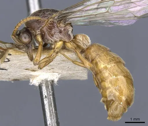 Aenictus westwoodi specimen CASENT0905983 image casent0905983_3