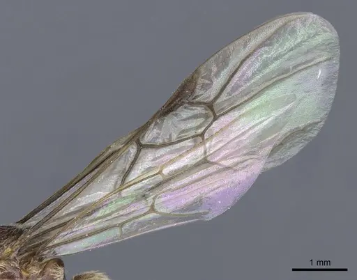 Aenictus westwoodi specimen CASENT0905983 image casent0905983_4