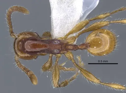 Aenictus wilaiae specimen CASENT0917245 image casent0917245_1
