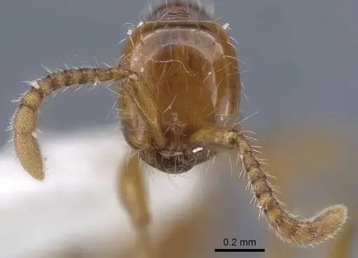 Aenictus wilaiae specimen CASENT0917245 image casent0917245_3