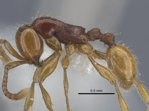 Aenictus wilaiae specimen CASENT0917245 image casent0917245_4