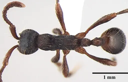 Aenictus wilsoni specimen ANTWEB1008020 image antweb1008020_1