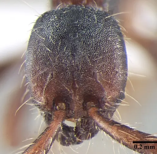 Aenictus wilsoni specimen ANTWEB1008020 image antweb1008020_2