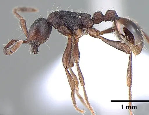 Aenictus wilsoni specimen ANTWEB1008020 image antweb1008020_3